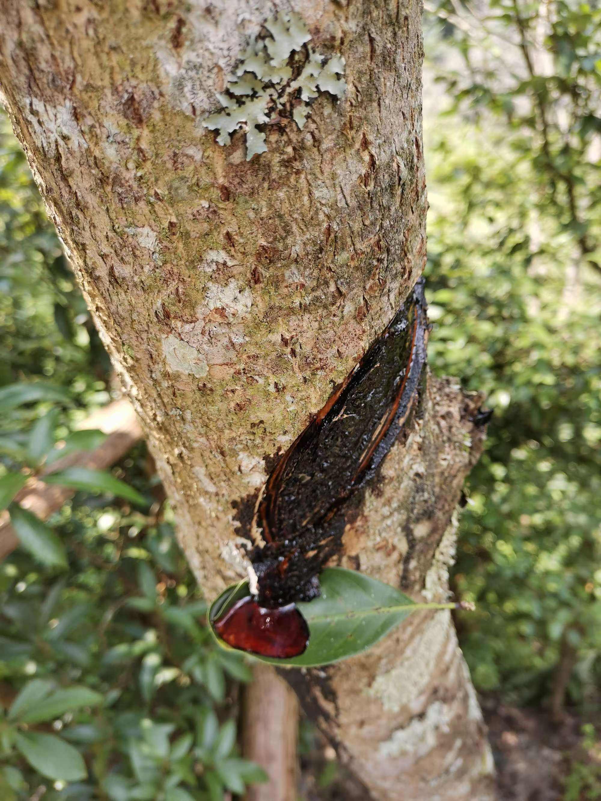 生漆導(dǎo)致的化學(xué)性皮膚灼傷科普