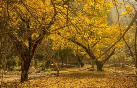 秋冬之際，莫讓心腦血管疾病“乘虛而入”！